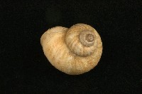 藏品(臺灣大山蝸牛)的圖片